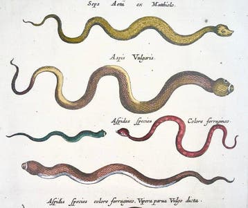 Matthäus Merian (b1593) - hand coloured folio: Snakes,
