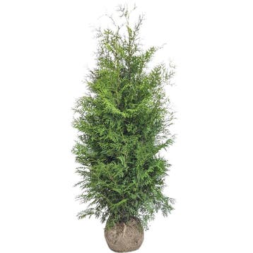 Thuja Brabant coniferen 300 tot 400 cm hoog (3m tot 4m)