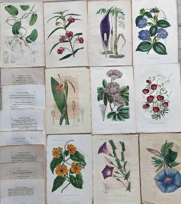 Charles Lemaire - Lot. of 19 sheets Thunbergia alata,