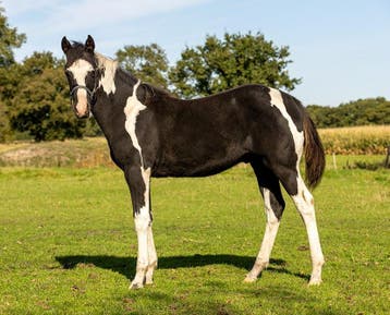*******    American Paint Horse RUIN Jaarling  *******, Niet van toepassing, 0 tot 2 jaar, Westernpaard, Meerdere dieren