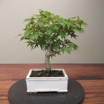 Acer palmatum - Hoogte (boom): 25 cm - Diepte (boom): 27 cm
