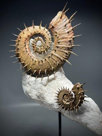 Dubbel stekelige grote heteromorfe ammonieten op matrix —