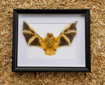 Painted Vesper Bat - framed Taxidermie volledige montage -