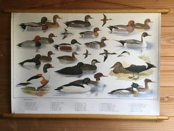 Oude originele schoolplaat. “ Watervogels “ - Slijper -