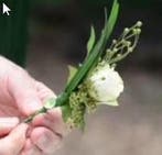 Corsagemagneet set 2 stuks 2 mm dik, Ophalen of Verzenden, Nieuw