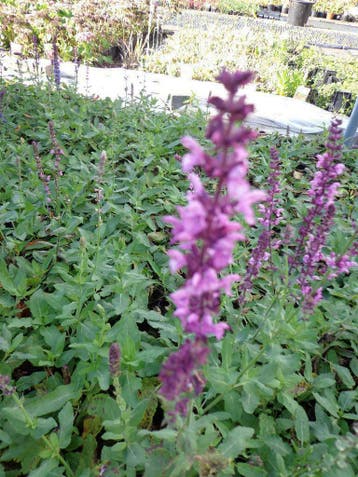Salvia salie Ostfriesland Caradonna schneehugel Mainacht, Tuin en Terras, Planten | Tuinplanten, Ophalen of Verzenden, Zomer, Vaste plant