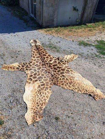 Noordelijke giraf Balg - Giraffa camelopardalis - 510 cm -, Nieuw