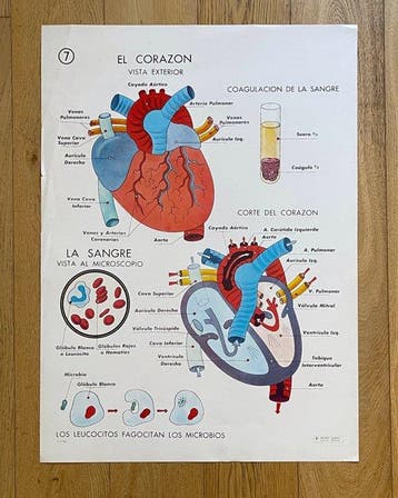 Coty - Editorial Vilamala - EL CORAZON - jaren 1950