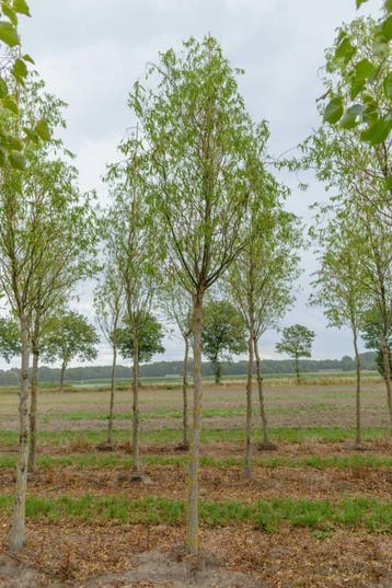 Salix babylonica Tortuosa hoogstam