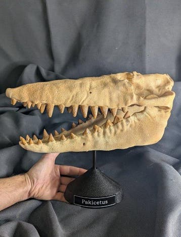 Fossiele schedel - Pakicetus - Whale terrestrial ancestor -