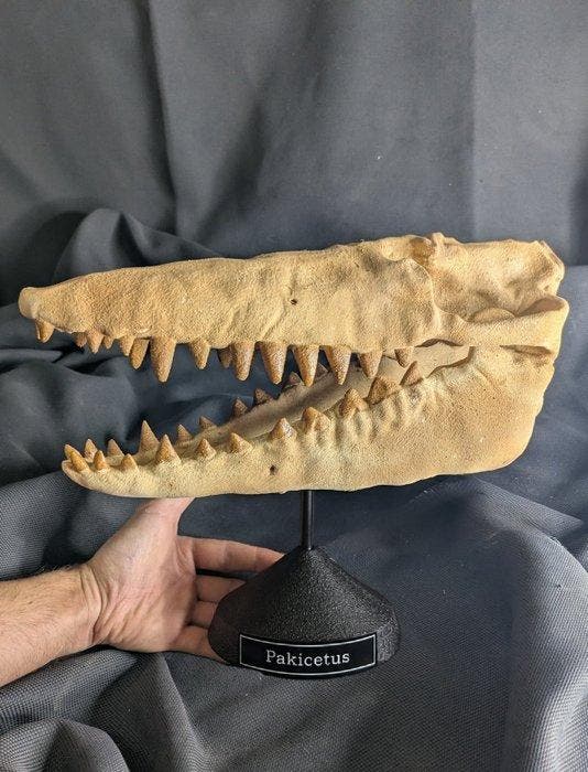 Fossiele schedel - Pakicetus - Whale terrestrial ancestor -, Verzamelen, Mineralen en Fossielen