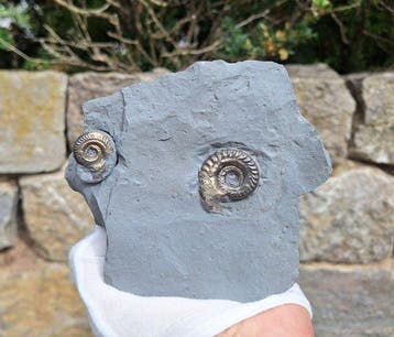 Pyriet Ammoniet - Gefossiliseerd dier - Hildoceras (Zonder