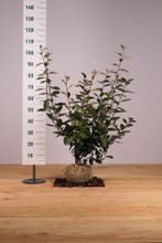 Olijfwilg/Elaeagnus ebbingei 60t/m140cm (Haagplanten), Tuin en Terras, Ophalen of Verzenden, Overige soorten, Haag, 100 tot 250 cm