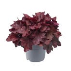 Heuchera Burgundy belast (Herfstplanten kopen?), Tuin en Terras, Bodembedekkers, Volle zon, Vaste plant, Ophalen of Verzenden