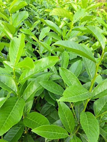Aanbieding snelgroeiende wintergroene laurierhaag laurier, Laurier, Haag, 100 tot 250 cm