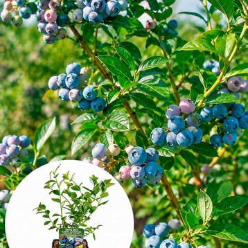 Struikblauwe bes `Blue Dessert` container (P13) lichtroze, Verzenden