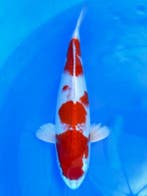 HQ Sakura Ogon van Ozumi Ikarashi 40cm (Japanse Koi), Dieren en Toebehoren, Vissen | Vijvervissen, Karper of Koi