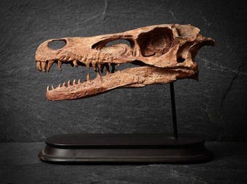 replika - Fossiele schedel - Velociraptor - 22 cm - 18 cm