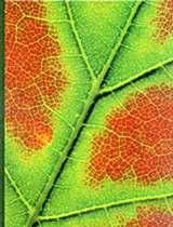 Plant Physiology 9780534151621, Zo goed als nieuw