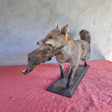 Rode vos en rode patrijs Taxidermie wandmontage - Vulpes, Nieuw