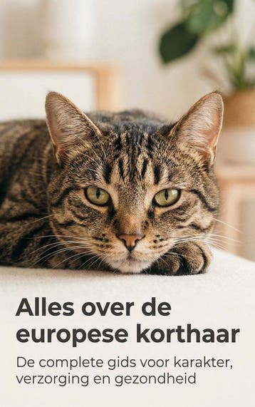 9789465195513 Alles over de europese korthaar, Verzenden, Nieuw, Nienke De Groot
