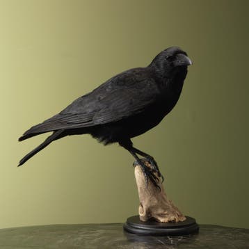 Kraai Taxidermie Opgezette Dieren By Max, Verzamelen, Dierenverzamelingen, Ophalen of Verzenden, Nieuw, Vogel, Opgezet dier