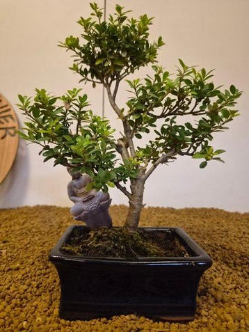 Japanese holly bonsai (Ilex crenata) - Hoogte (boom): 26 cm