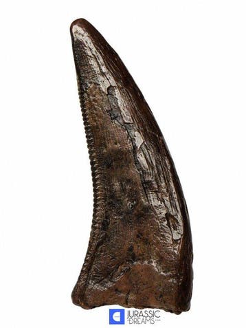 Tand van Tyrannosaur-dinosauriër - Nanotyrannus sp -