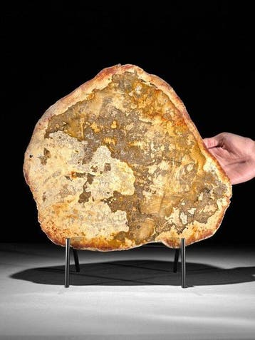 Indrukwekkende grote snede van versteend hout op een op maat