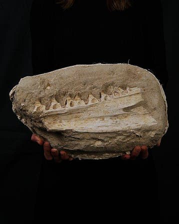Mosasaurus - Gefossiliseerde kaak - Halisaurus arambourgi -