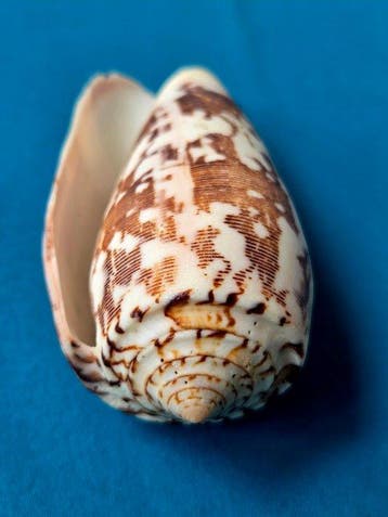 Weekdier Zeeschelp - Conus textile (Zonder minimumprijs)