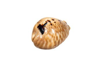 Prachtig exemplaar: Cypraea mus (Mouse Cowrie) –, Nieuw
