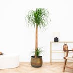 Green Bubble - Beaucarnea XXL - 180 cm - Ø34 cm, Huis en Inrichting, Kamerplanten, Ophalen of Verzenden