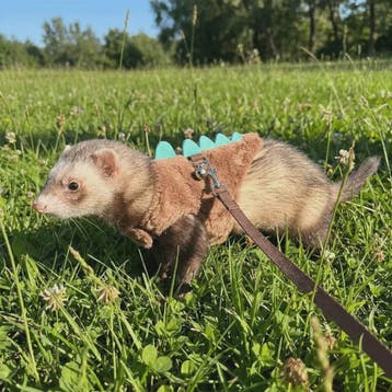 Veilig en Comfortabel Dinosaurusharnas met Riem voor Fretten, Dieren en Toebehoren