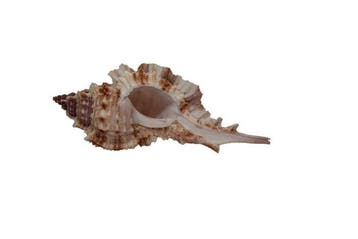 Legendarische 93 mm Naquetia barclayi - Heilige Graal, Nieuw