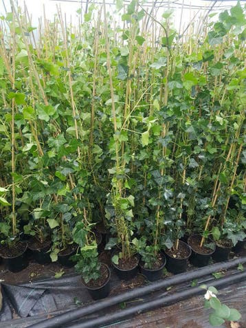 Hedera Hibernica klimop snelgroeiend 200cm gestokt voor €5,-, Ophalen of Verzenden, Bloeit niet, Vaste plant, Klimplanten