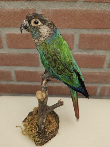Parel Parkiet Taxidermie volledige montage - Pyrrhura lepida, Nieuw