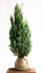 Blauwe conifeer - Columnaris Glauca - Haagplanten 60 t/m 200, Ophalen of Verzenden, Conifeer, Haag