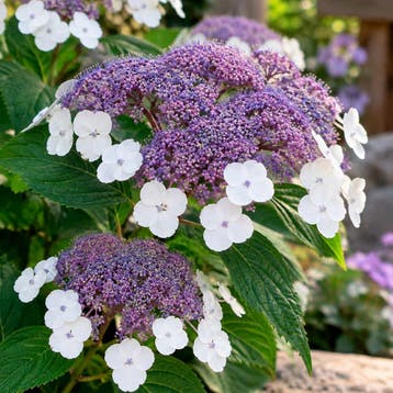 Hortensia ‘Macrophylla’ (Ruwebladig) container (P21), Verzenden, Overige soorten, Halfschaduw