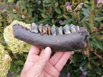 Reuzenhert - Fossiel onderkaakbot - Megaloceros giganteus