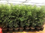 Haagplanten laurier groenblijvend pot gekweekt div soorten, Tuin en Terras, Planten | Struiken en Hagen, Laurier, Haag, 100 tot 250 cm