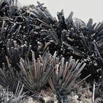 Glinsterende stibnietbos in stralen, Roemenië Kristallen op