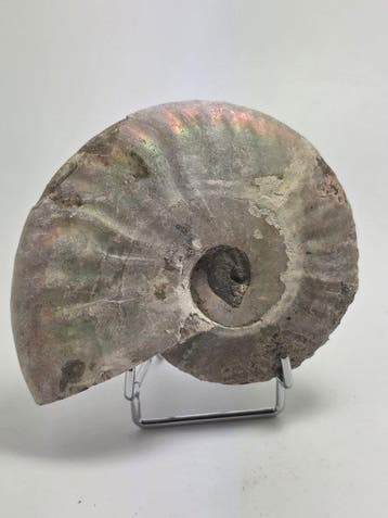 Ammoniet - Gefossiliseerd dier - Cleoniceras Ammonite Fossil