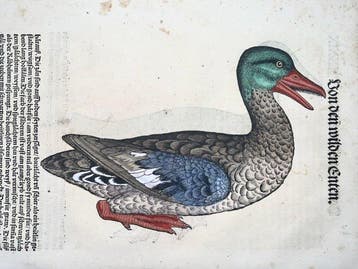 Conrad Gesner - First German Issue - Water Birds: Ducks -