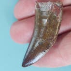 Dinosaurus - Fossiele tand - Carcharodontosaurus sp. - 50 mm