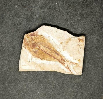 Vis - Gefossiliseerd dier - Diplomistus Birdi. - 60 mm - 40, Verzamelen