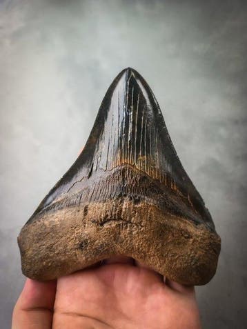 Megalodon - Fossiele tand - 134 mm - 118 mm, Verzamelen, Mineralen en Fossielen