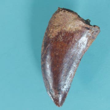 Dinosaurus - Fossiele tand - Carcharodontosaurus sp. - 37 mm