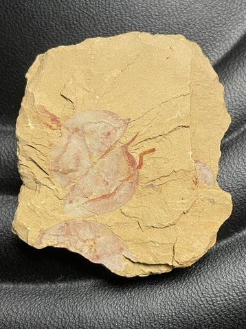 Zonder reserve - Gefossiliseerd dier - Isometopidae Fossil -, Verzamelen