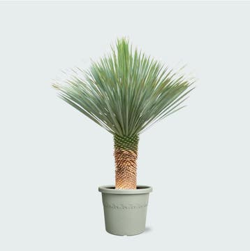 Green Bubble - Yucca Rostrata - 170cm - Ø55 cm, Ophalen of Verzenden